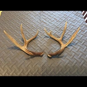 Whitetail Antlers